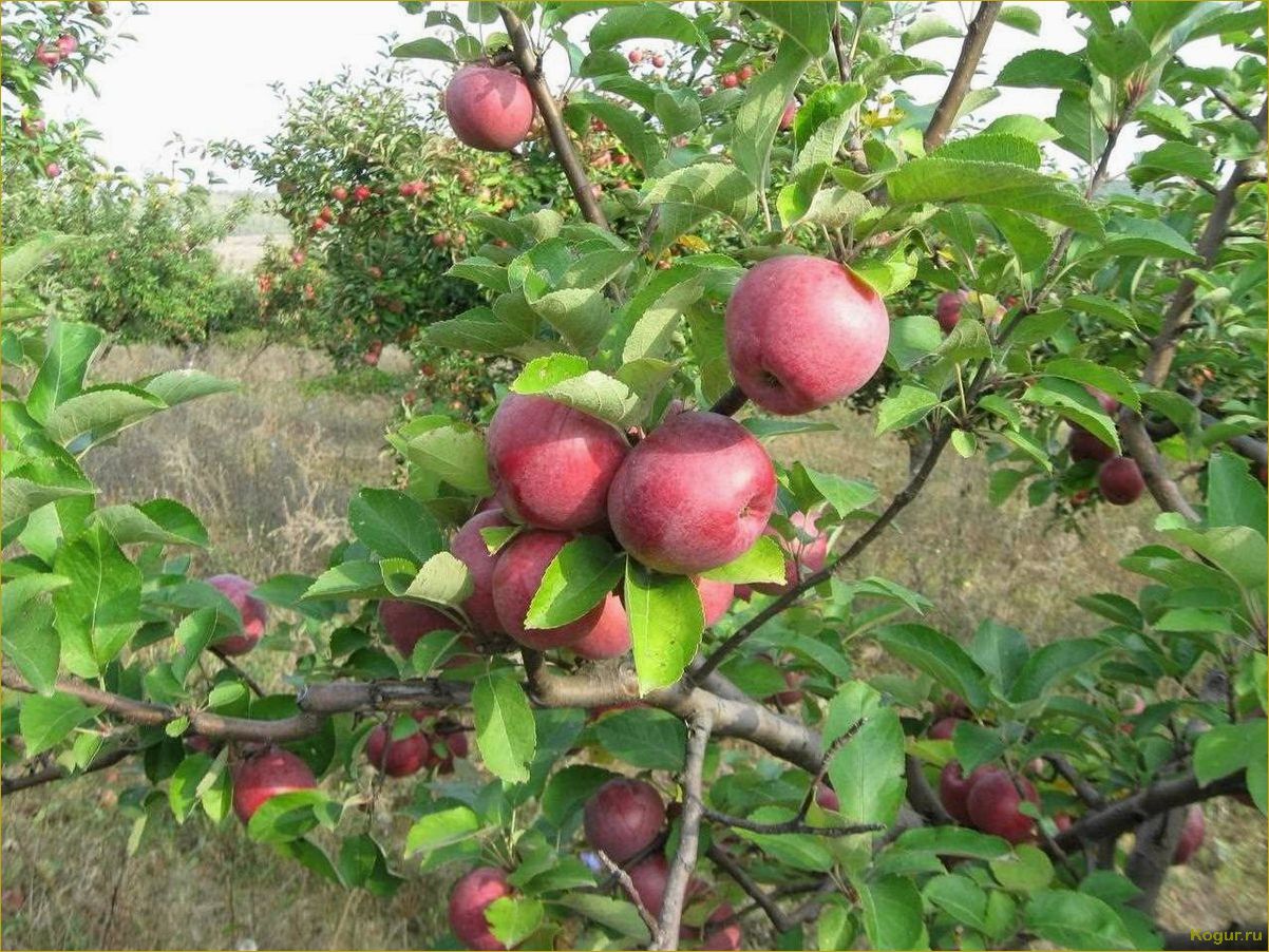 Подробное описание яблони сорта Спартан, поможет выбрать дерево для своего участка