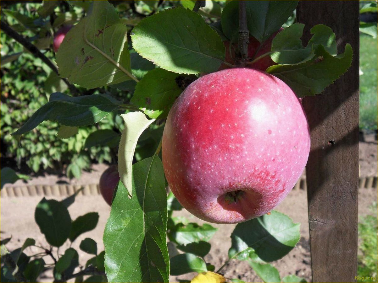 Подробное описание яблони сорта Спартан, поможет выбрать дерево для своего участка