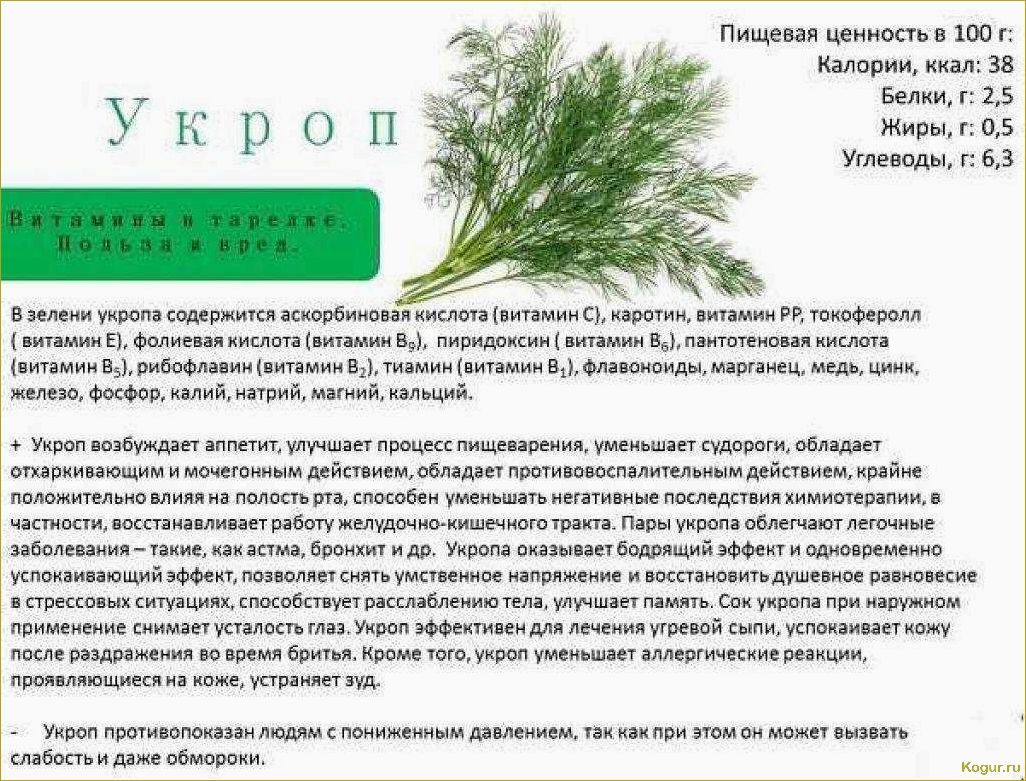 Польза и вред укропа для здоровья человека