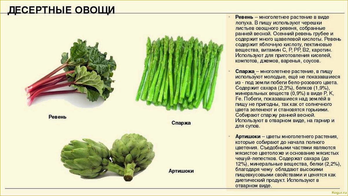 Польза и вред укропа для здоровья человека