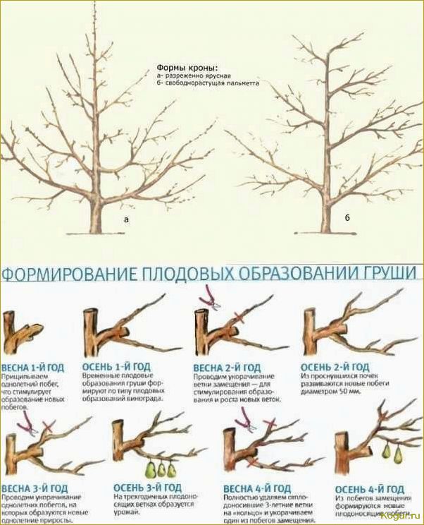 Посадка и уход за грушей Августовская Роса на даче