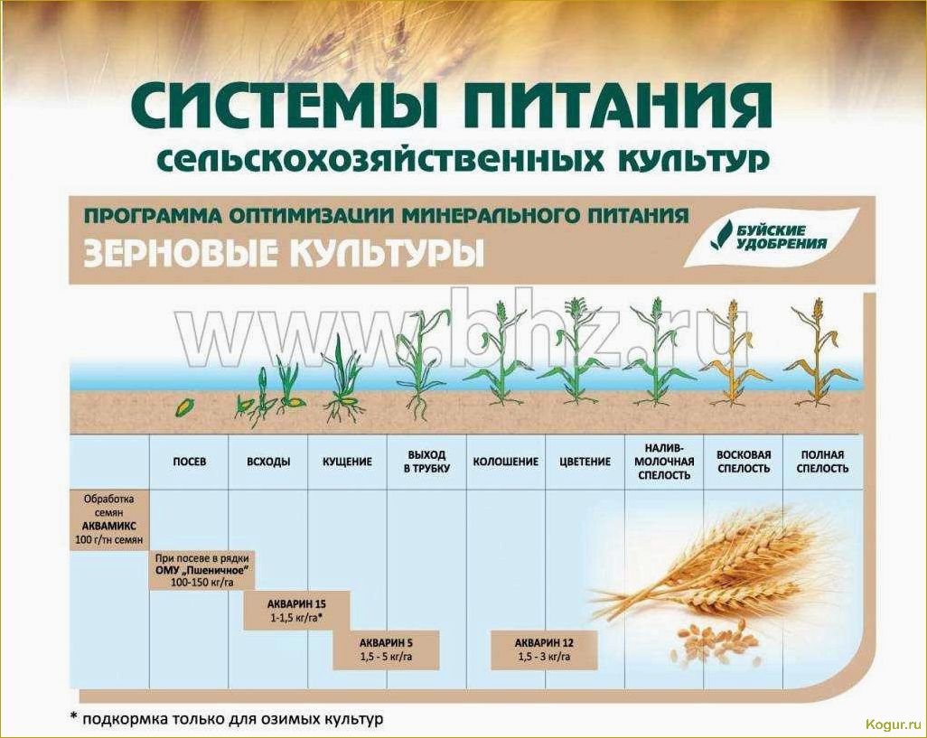 Выращивание кукурузы с применением препарата Каллисто: правила и рекомендации