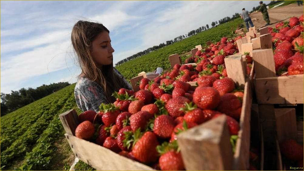 Сбор урожая клубники