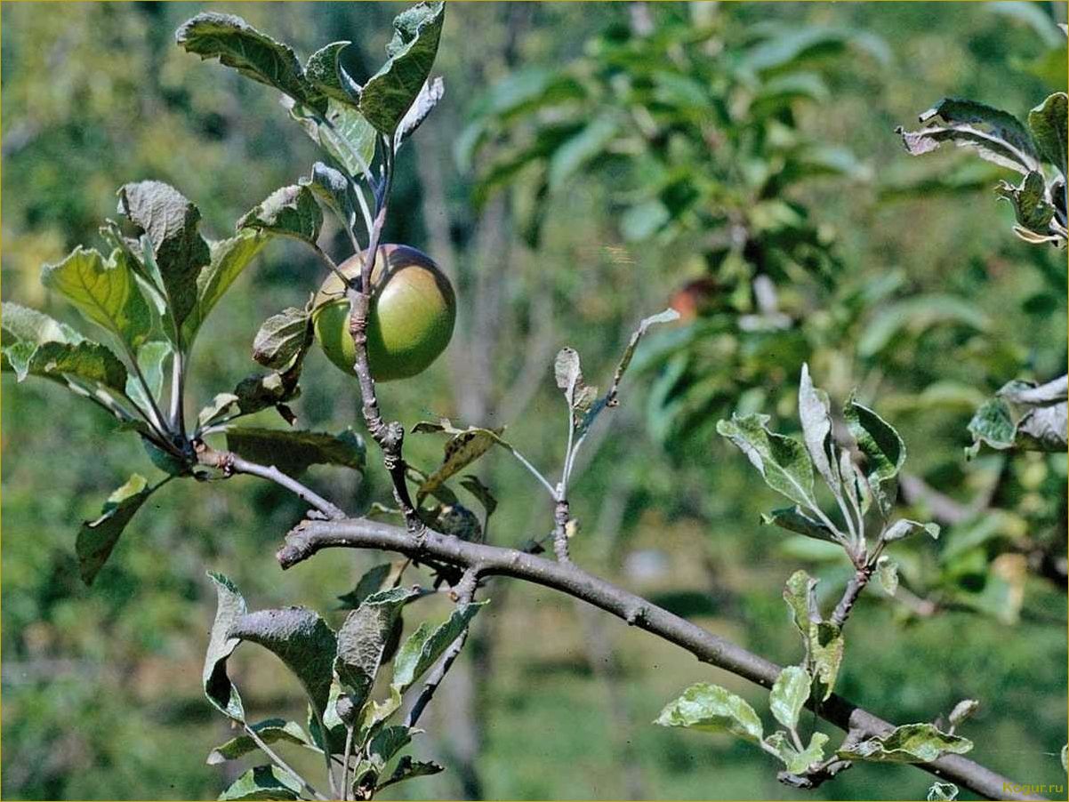 У яблони скручиваются листья: возможные причины и способы лечения