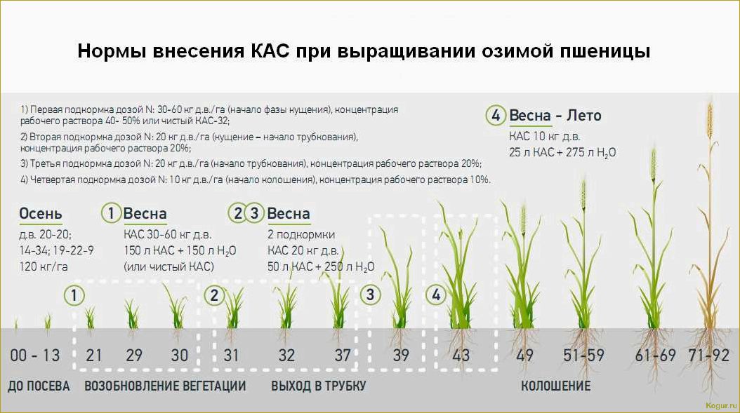 Как использовать удобрение Бутон для различных культур: подробная инструкция, состав и эффективность