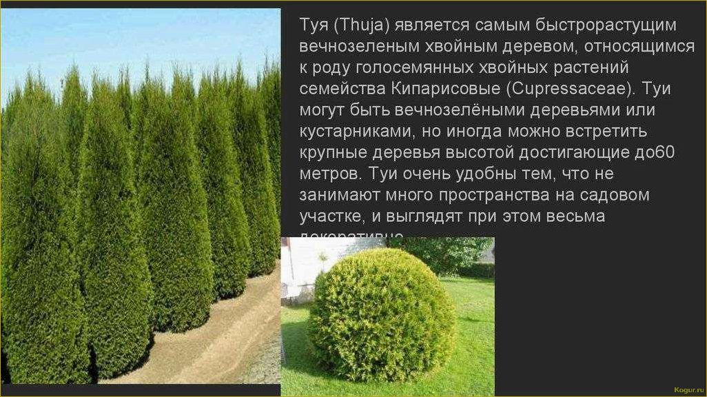 Вечнозеленые долгожители земли — хвойные деревья