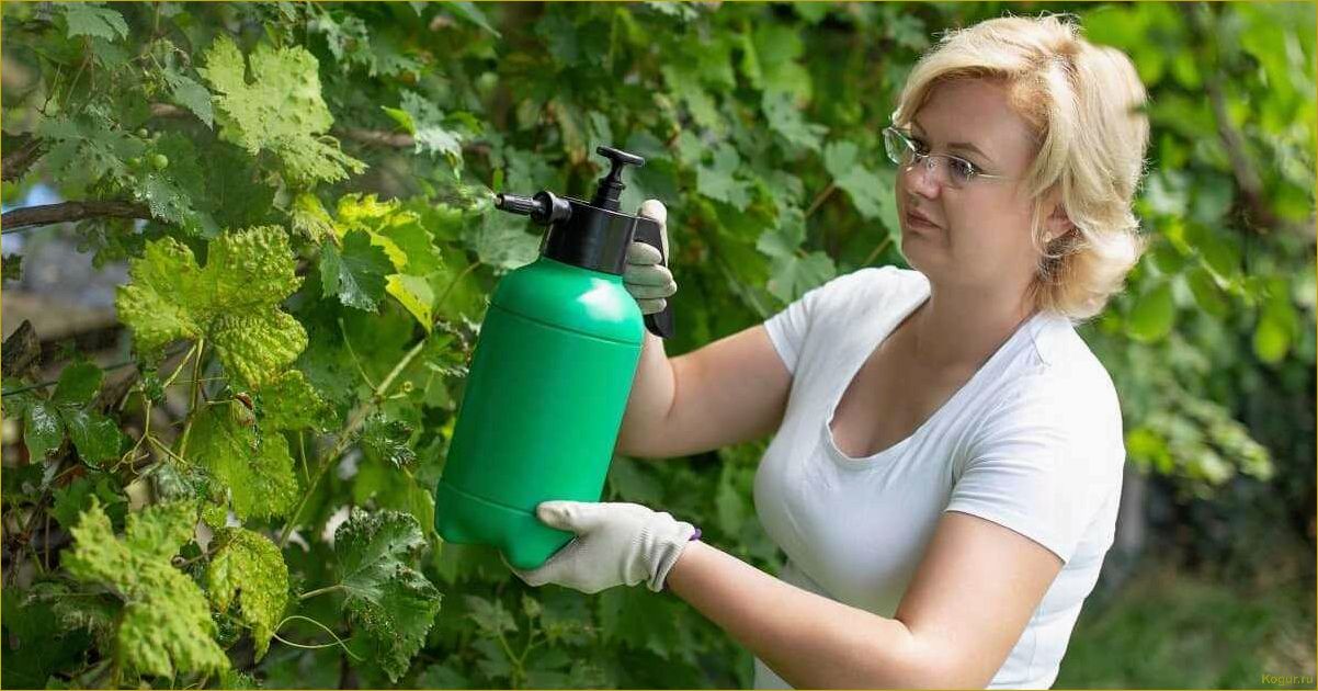 Виноградная филлоксера: опасность и эффективные методы лечения