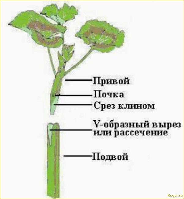 Пожелтение листвы пеларгонии: причины и методы помощи