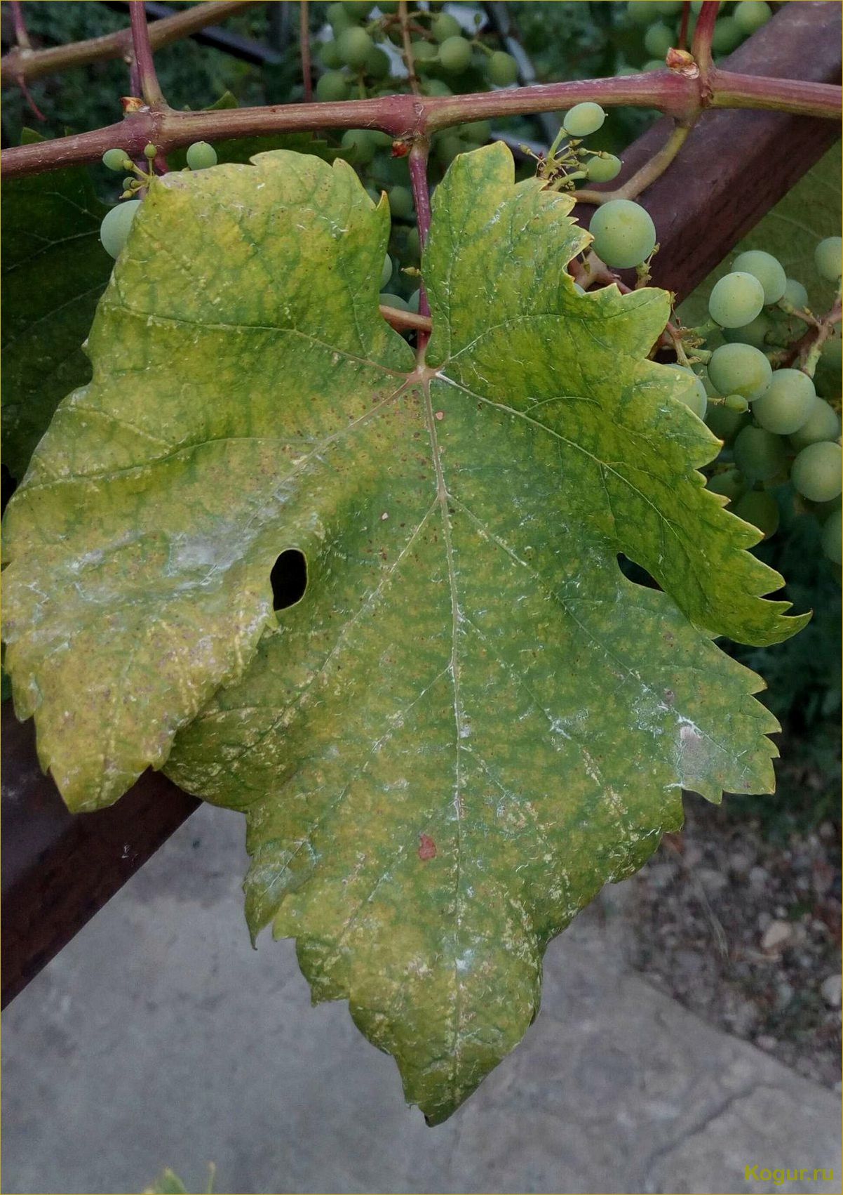 Определение и преодоление фото-болезней винограда