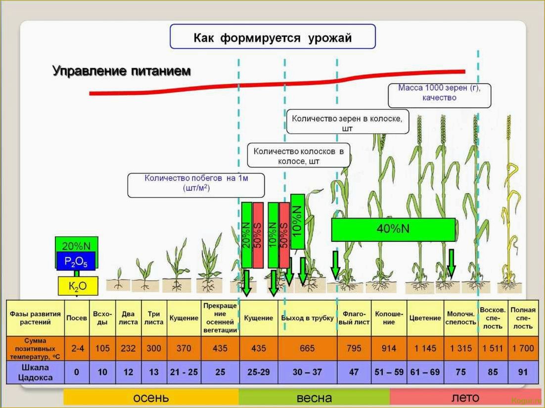 Грамотная технология выращивания сорго зернового — залог высокого и стабильного урожая культуры