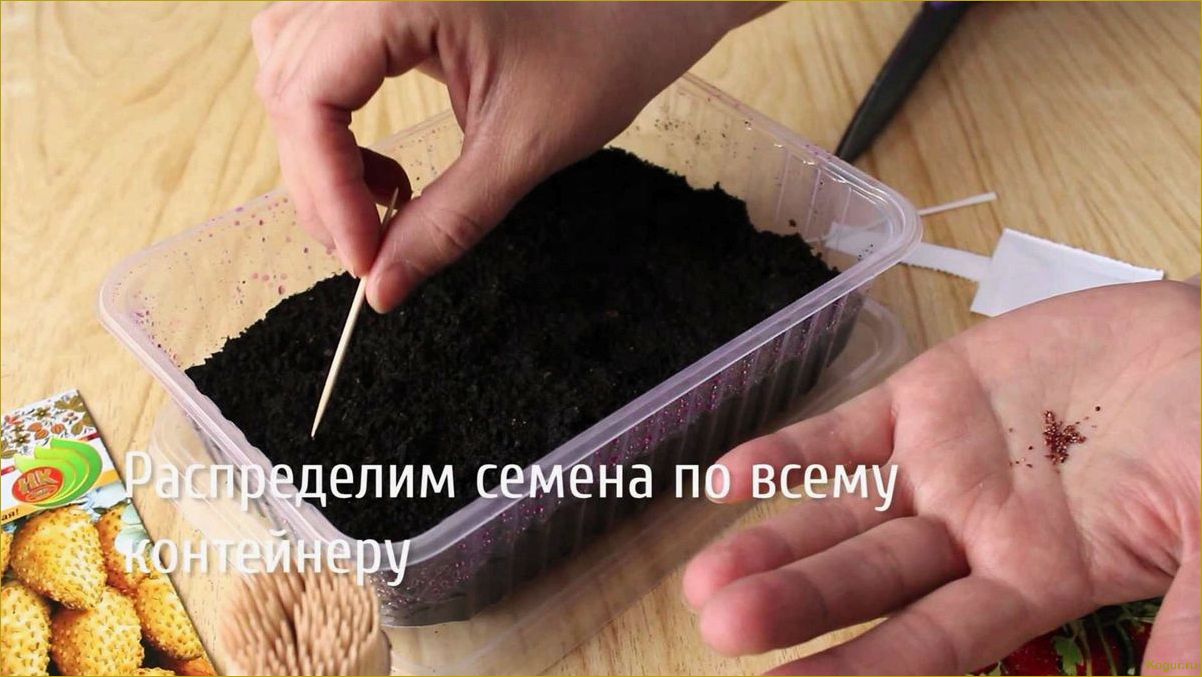 Как посеять семена клубники, чтобы получить хороший урожай