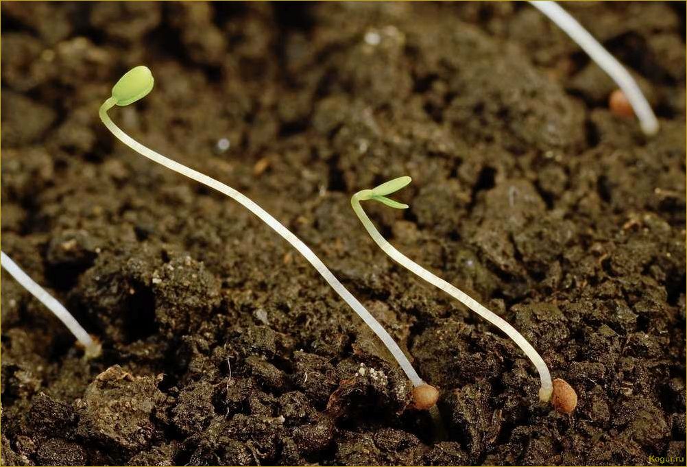 Как посеять семена клубники, чтобы получить хороший урожай