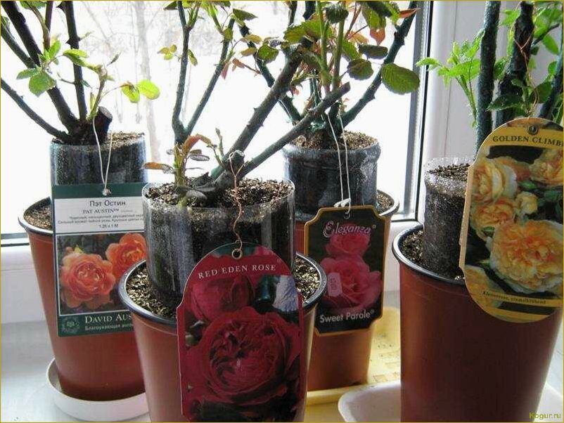 Как выбрать и посадить розу из коробки: советы и рекомендации