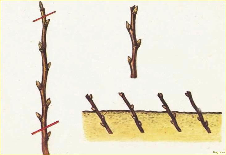 Бесплатные методы размножения боярышника: как вырастить кустарник с полезными ягодами без траты денег