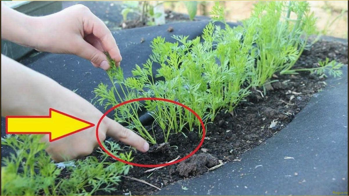 Как сеять морковь без прореживания?