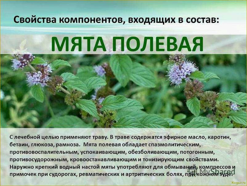 Виды и места произрастания мяты: основные факты