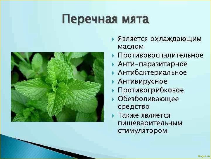 Виды и места произрастания мяты: основные факты