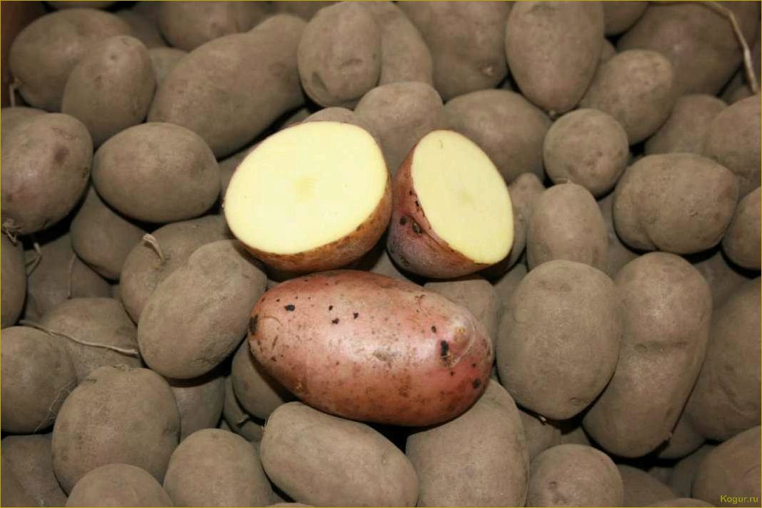 Картофель Розара — раннеспелый корнеплод для северных регионов