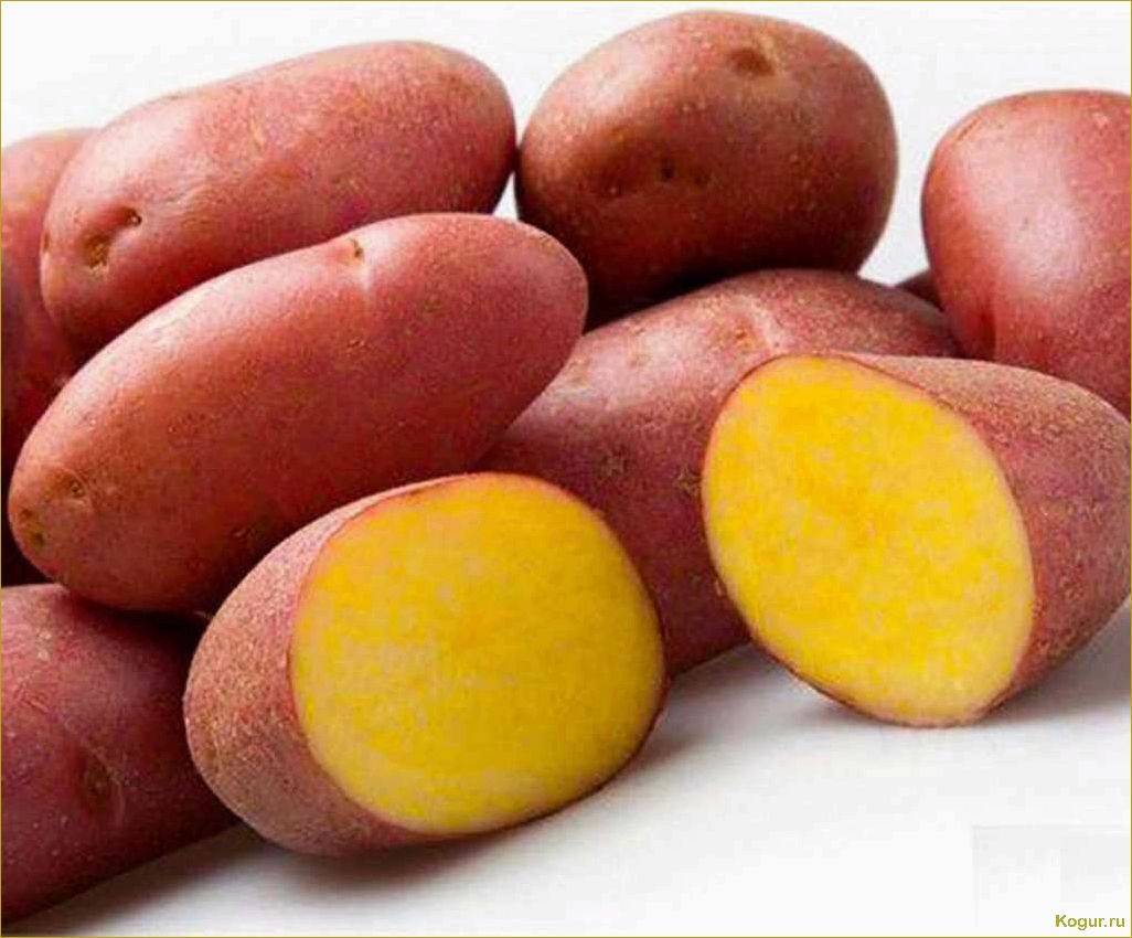 Картофель Розара — раннеспелый корнеплод для северных регионов