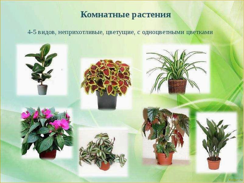 Список комнатных растений с изображениями и названиями в каталоге