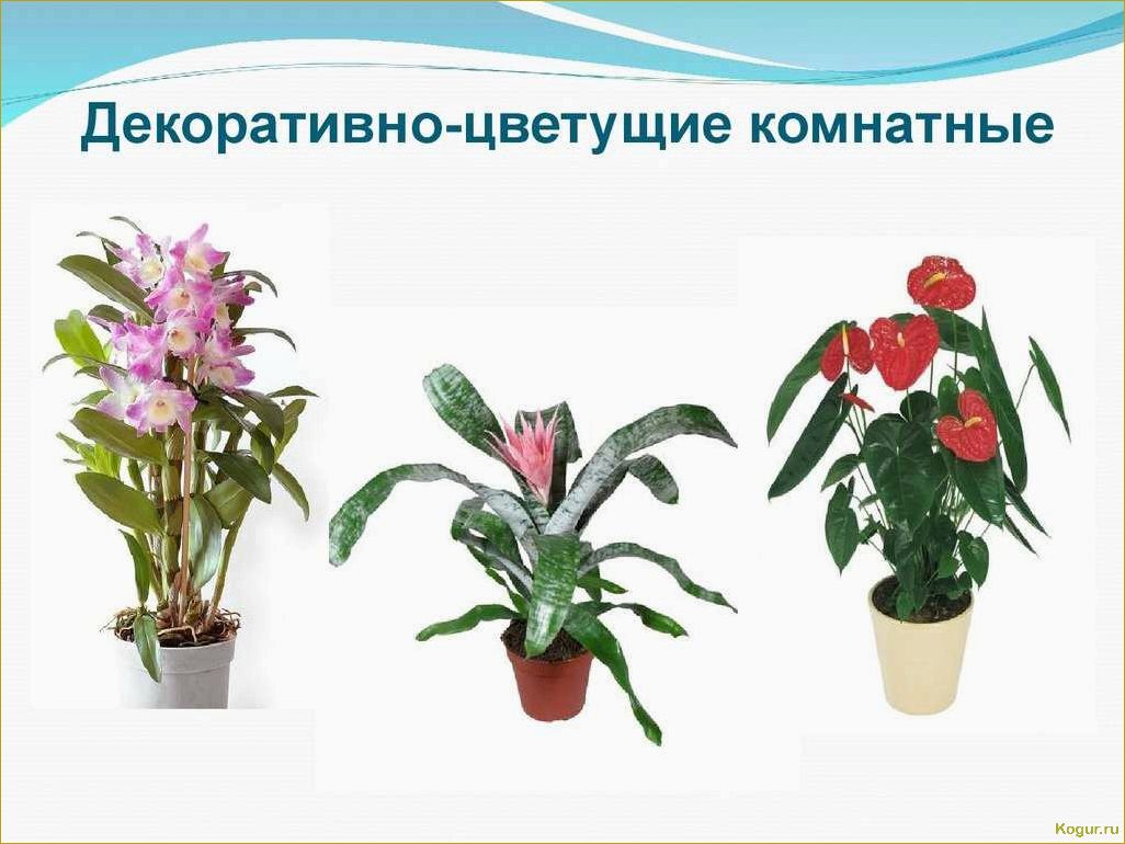 Список комнатных растений с изображениями и названиями в каталоге