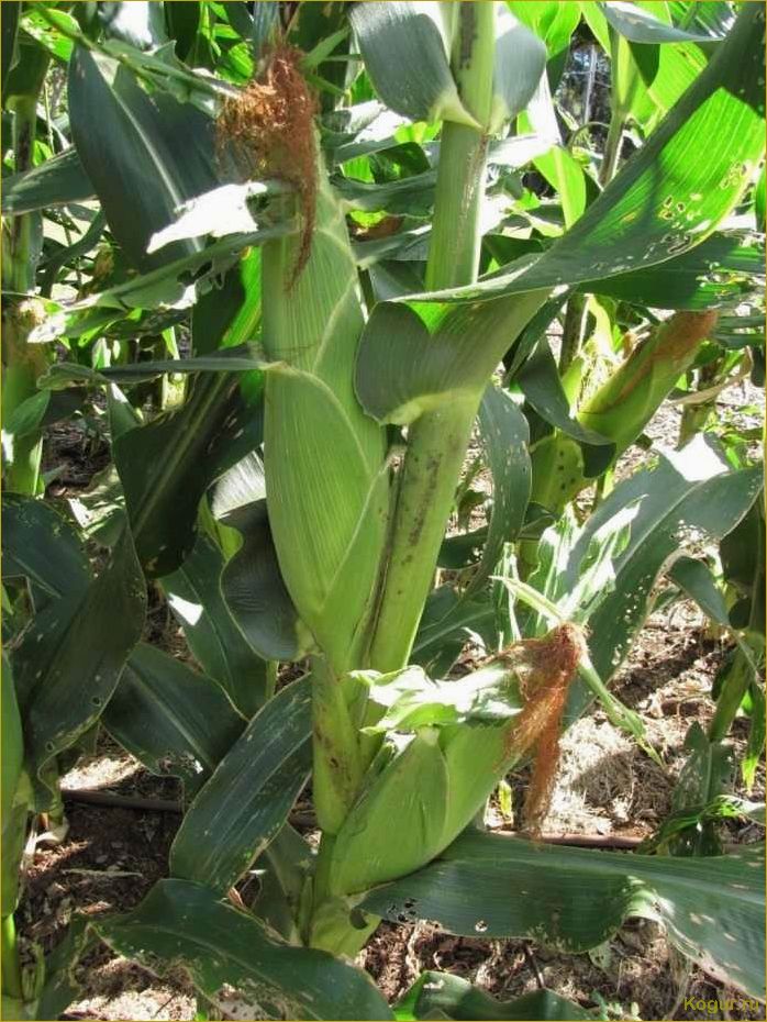 Сахарная кукуруза на дачных грядках — королева полей
