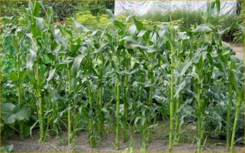 Сахарная кукуруза на дачных грядках — королева полей