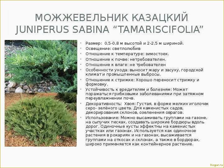 Можжевельник в Сибири и на Урале — посадка, уход, размножение