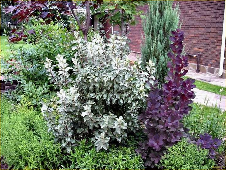 Простые советы по выращиванию лоха серебристого в саду: как сделать процесс легким и успешным