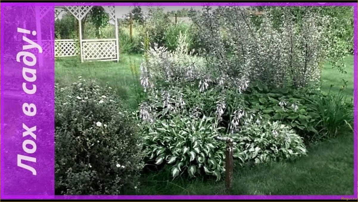 Простые советы по выращиванию лоха серебристого в саду: как сделать процесс легким и успешным