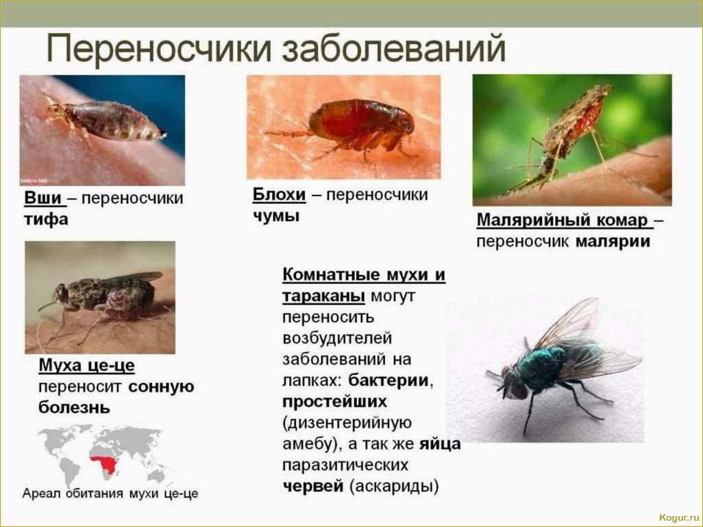 Опасные вредители цитрусовых культур: знакомство и методы борьбы