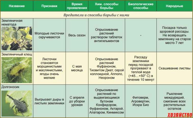 Опасные вредители цитрусовых культур: знакомство и методы борьбы