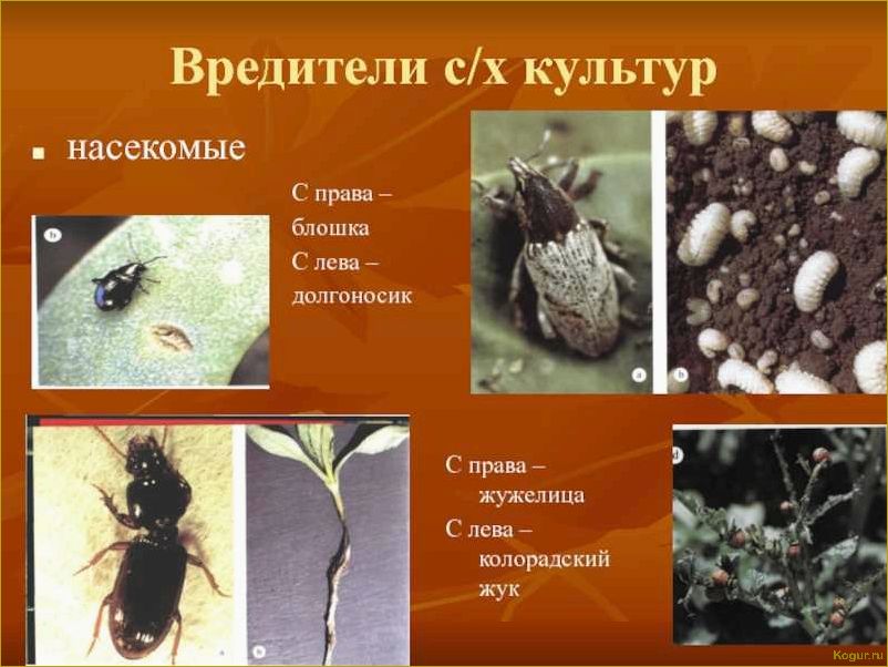 Опасные вредители цитрусовых культур: знакомство и методы борьбы