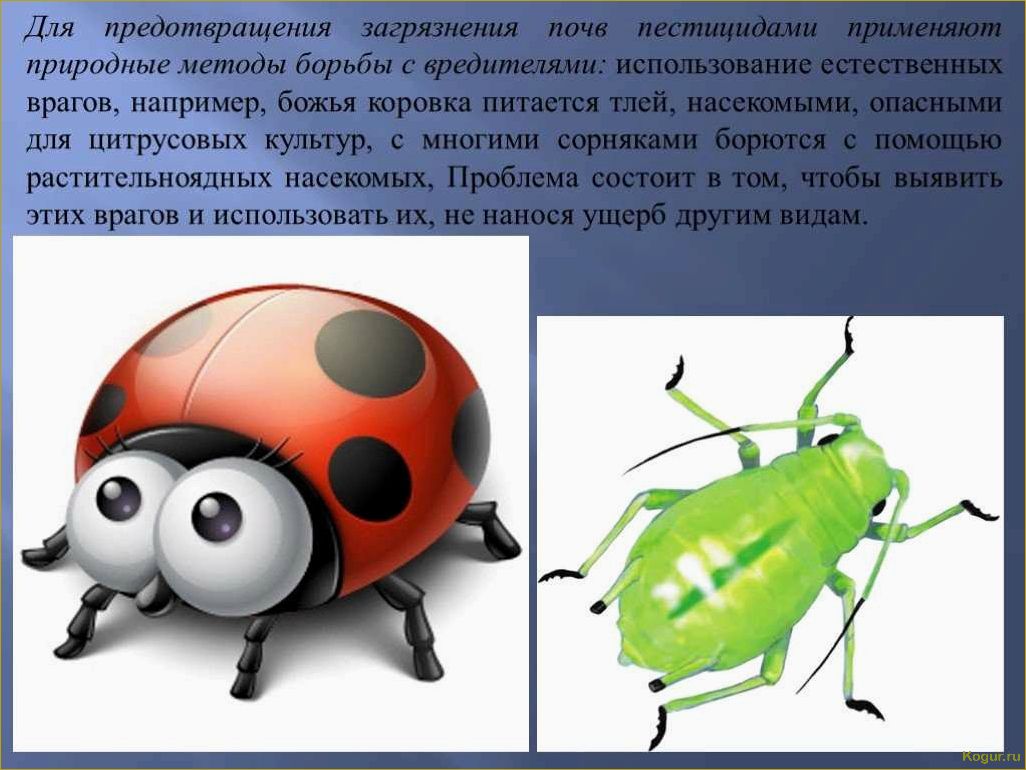 Опасные вредители цитрусовых культур: знакомство и методы борьбы