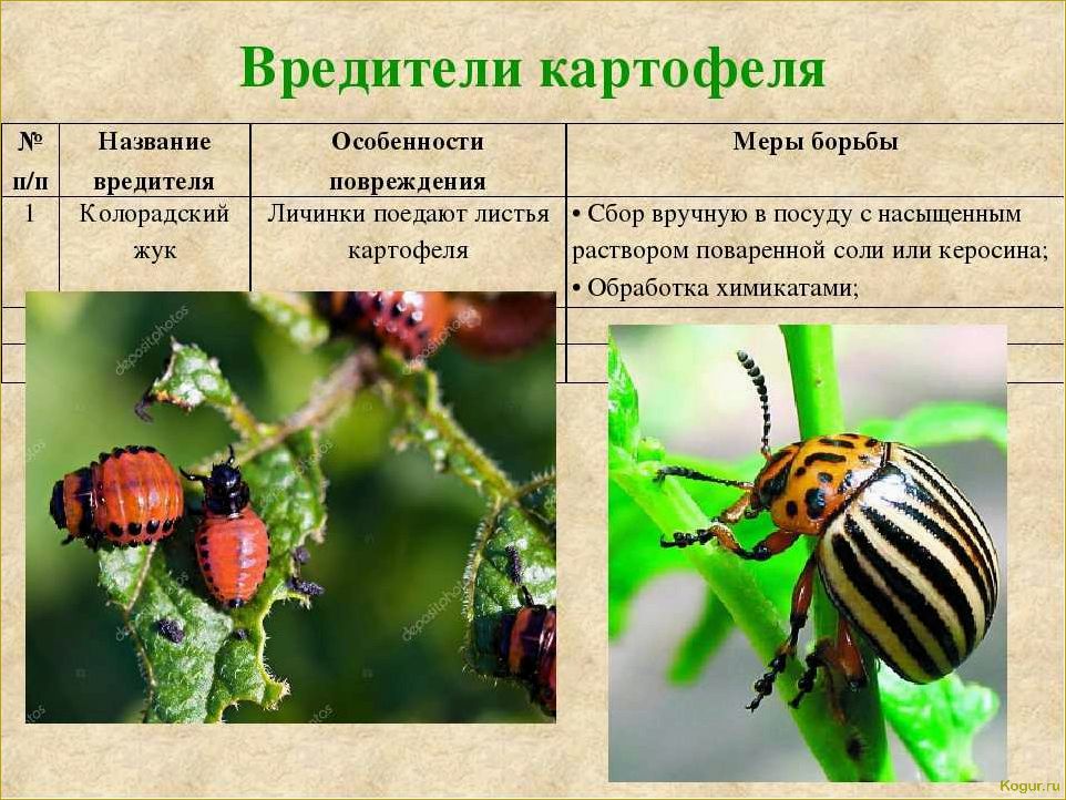 Опасные вредители цитрусовых культур: знакомство и методы борьбы