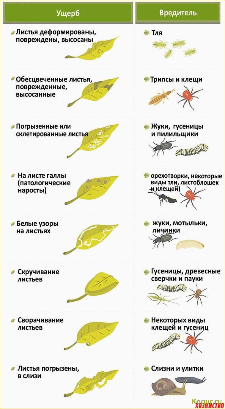 Опасные вредители цитрусовых культур: знакомство и методы борьбы