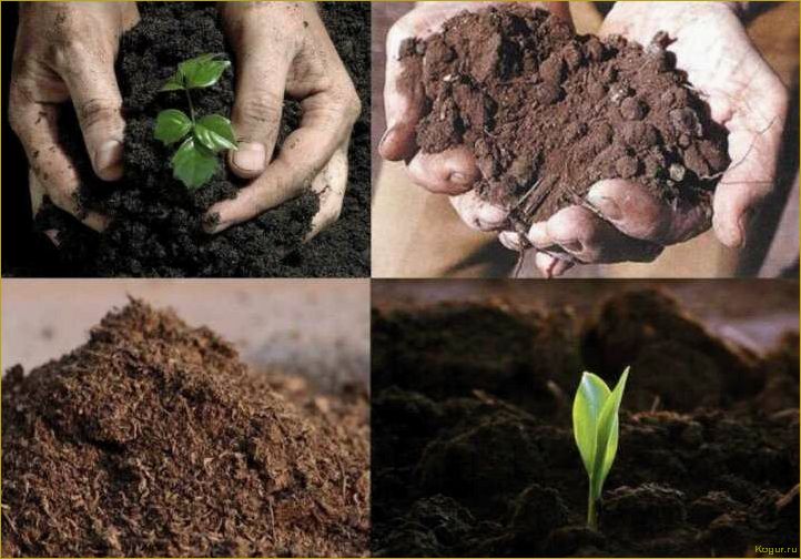 Органические удобрения из торфа: полезные свойства, применение и преимущества