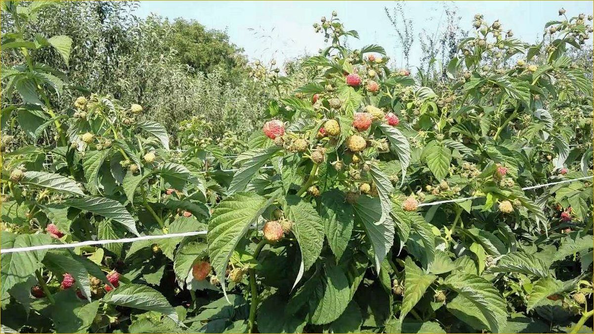 Осенняя посадка малины Бабье лето и уход за культурой