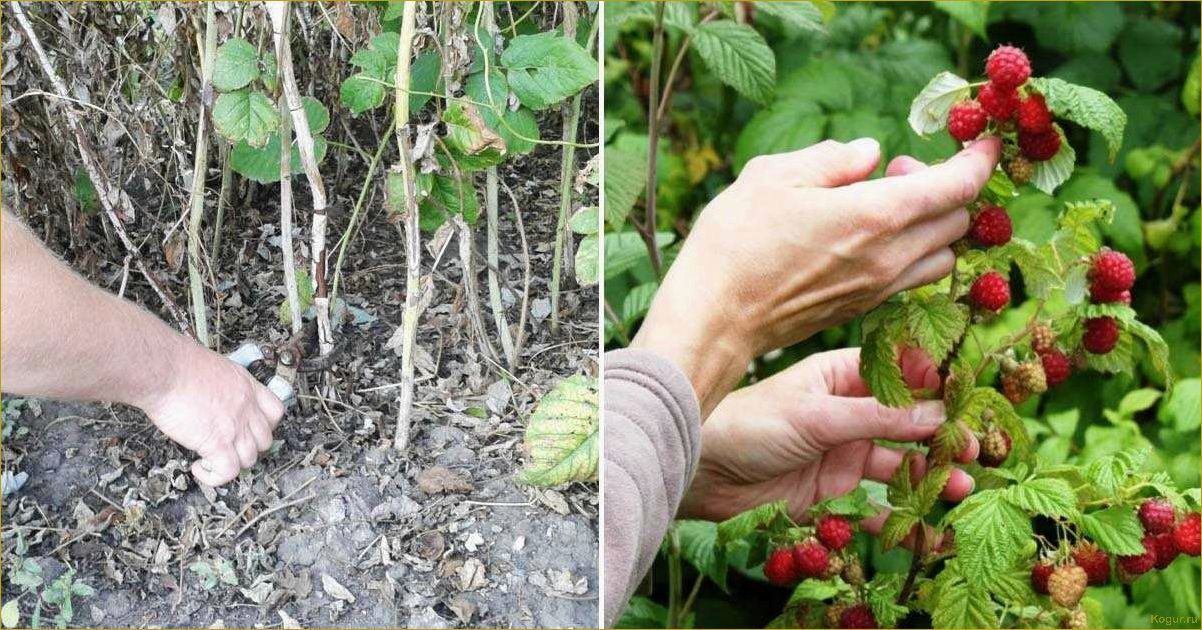 Осенняя посадка малины Бабье лето и уход за культурой