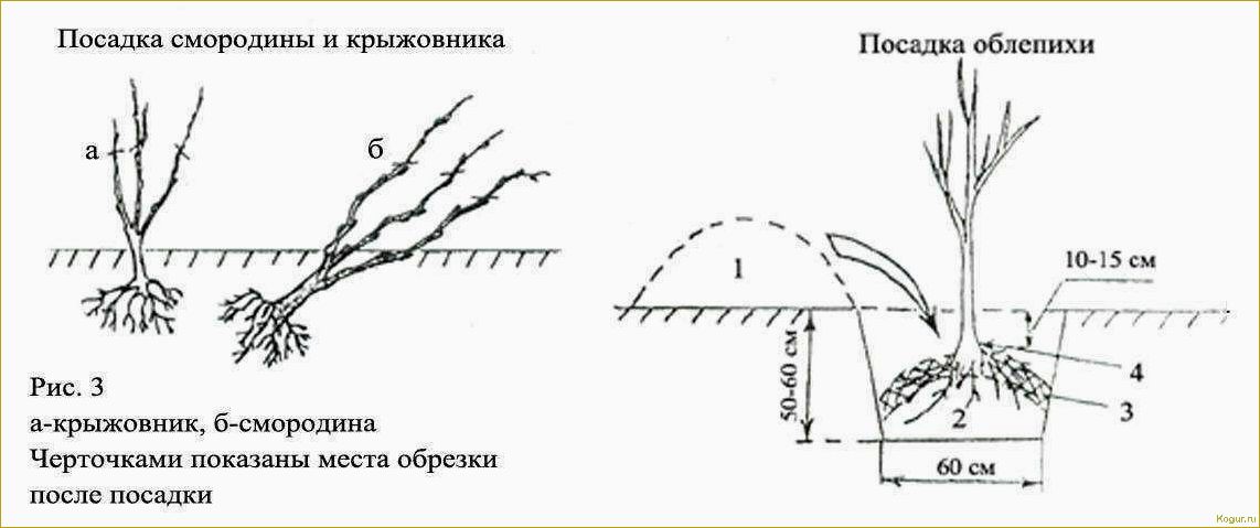 Выращивание крыжовника на даче: особенности и советы