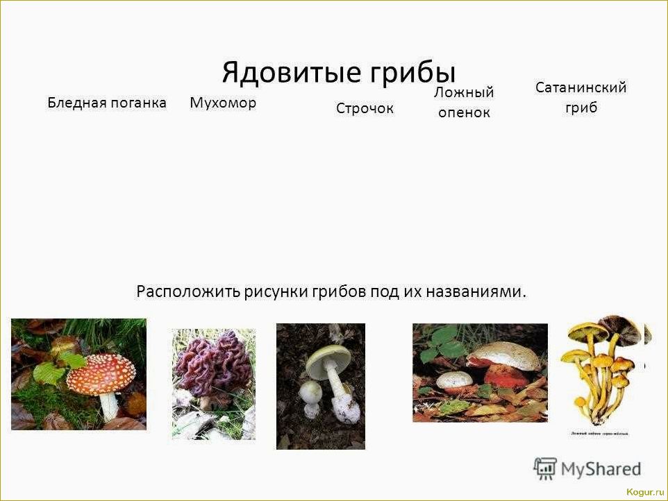 Осторожно, ядовитые грибы: подборка известных видов