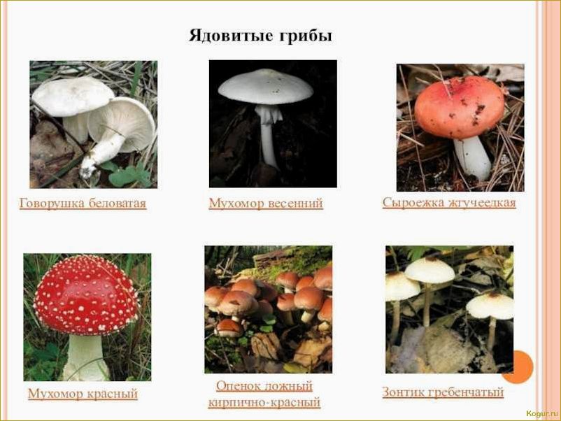 Осторожно, ядовитые грибы: подборка известных видов