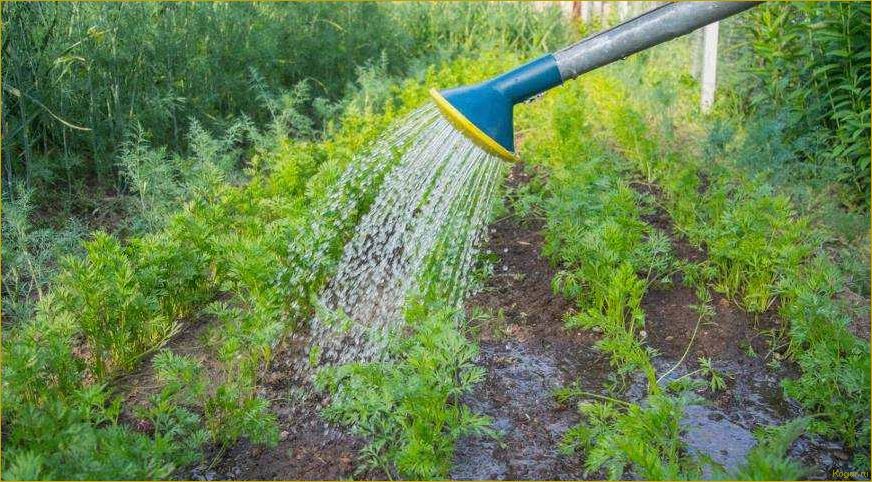 Как поливать и подкармливать морковь для получения богатого урожая