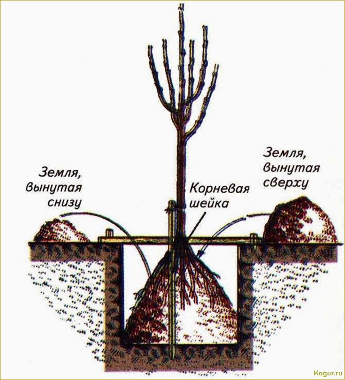 Видеоинструкция: как правильно посадить саженец