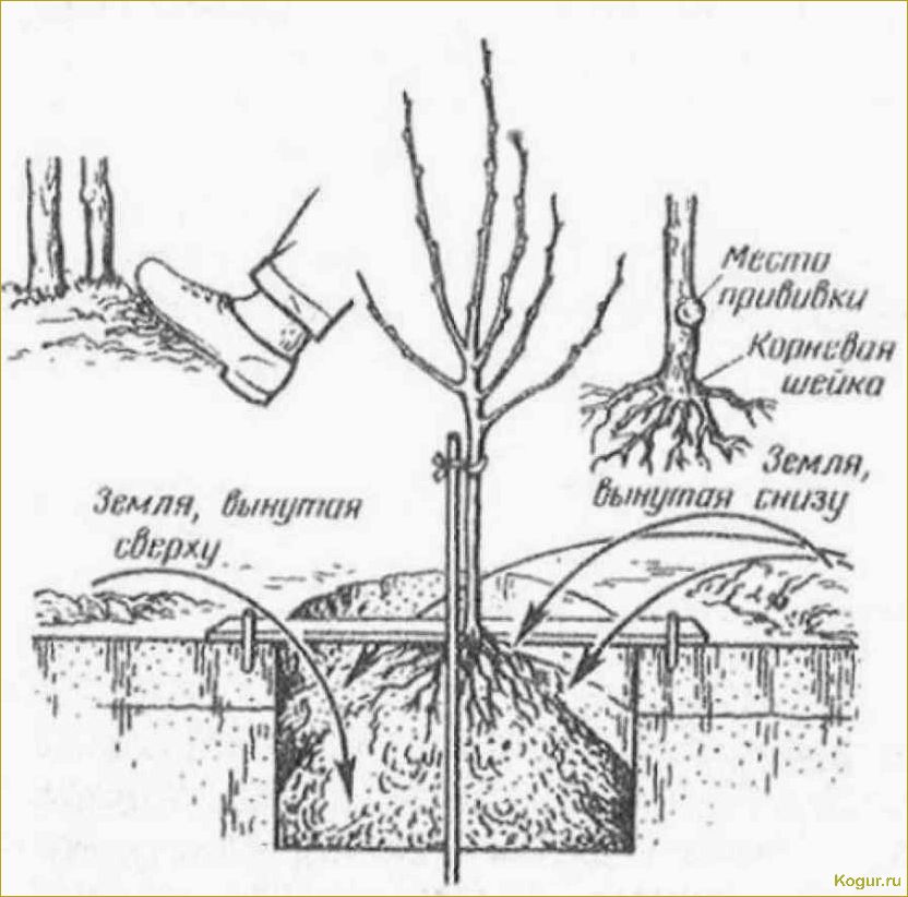 Видеоинструкция: как правильно посадить саженец