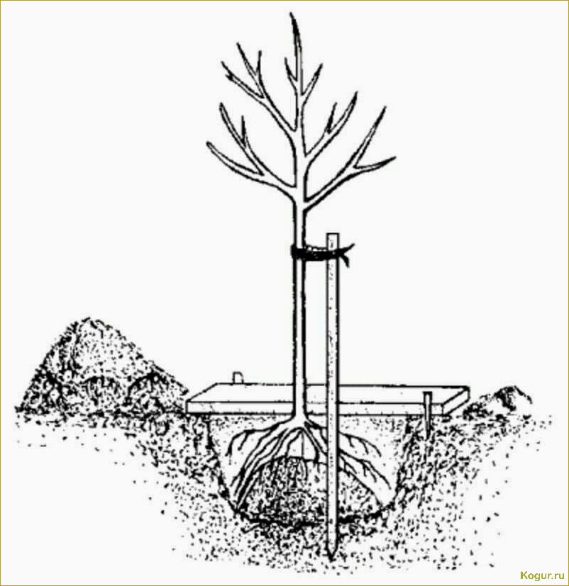 Видеоинструкция: как правильно посадить саженец