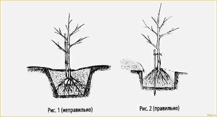 Видеоинструкция: как правильно посадить саженец