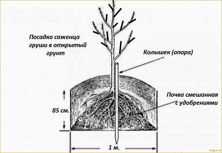 Видеоинструкция: как правильно посадить саженец