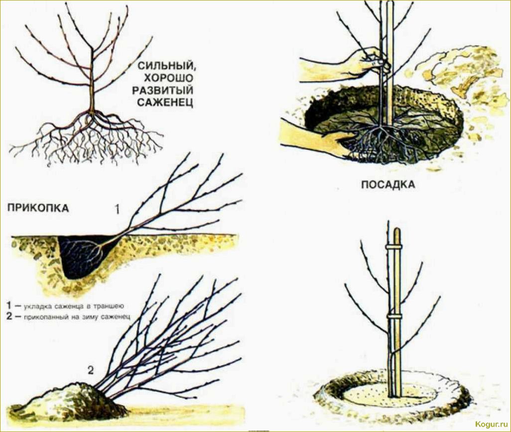 Видеоинструкция: как правильно посадить саженец