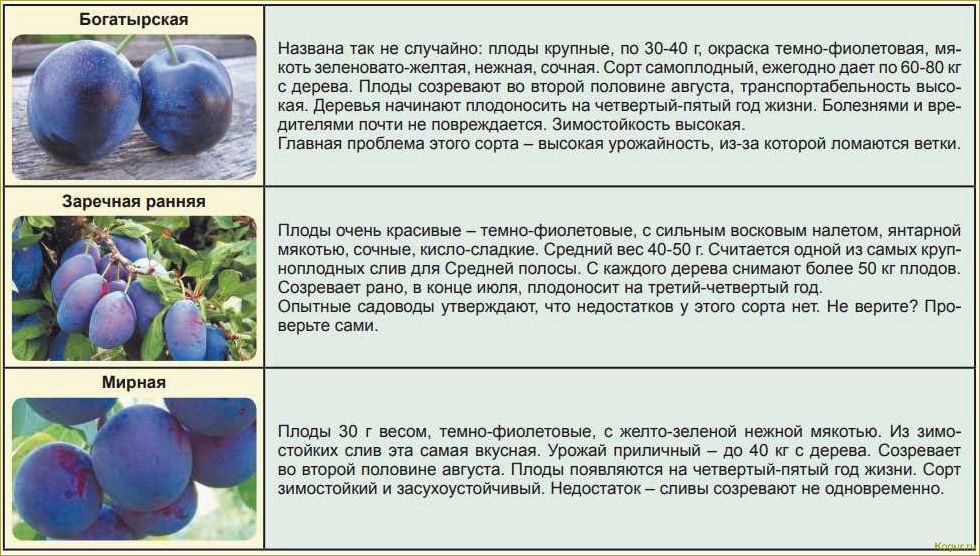 Слива венгерка: описание сортов, посадка в открытый грунт, особенности выращивания